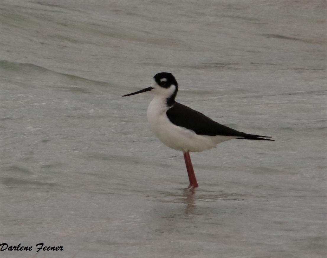 Black-necked Stilt - ML148707061