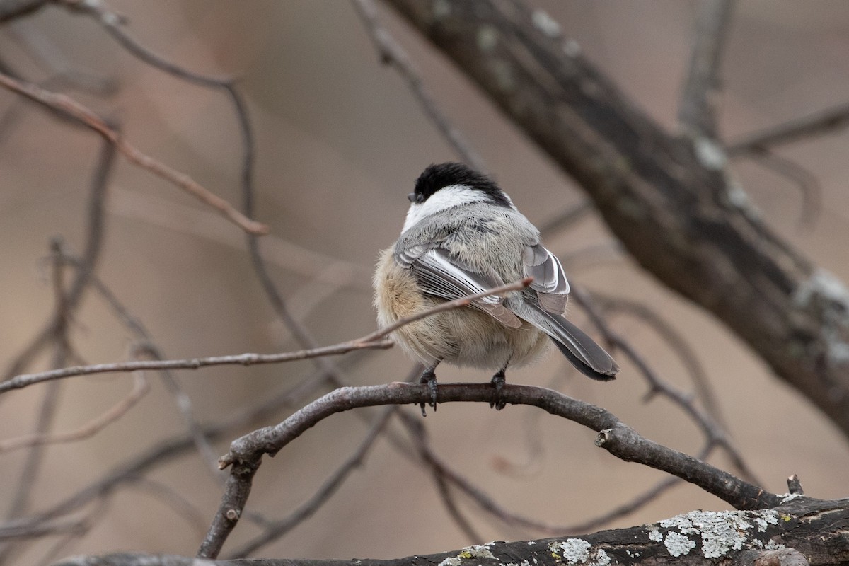 Black-capped Chickadee - Louis Bevier