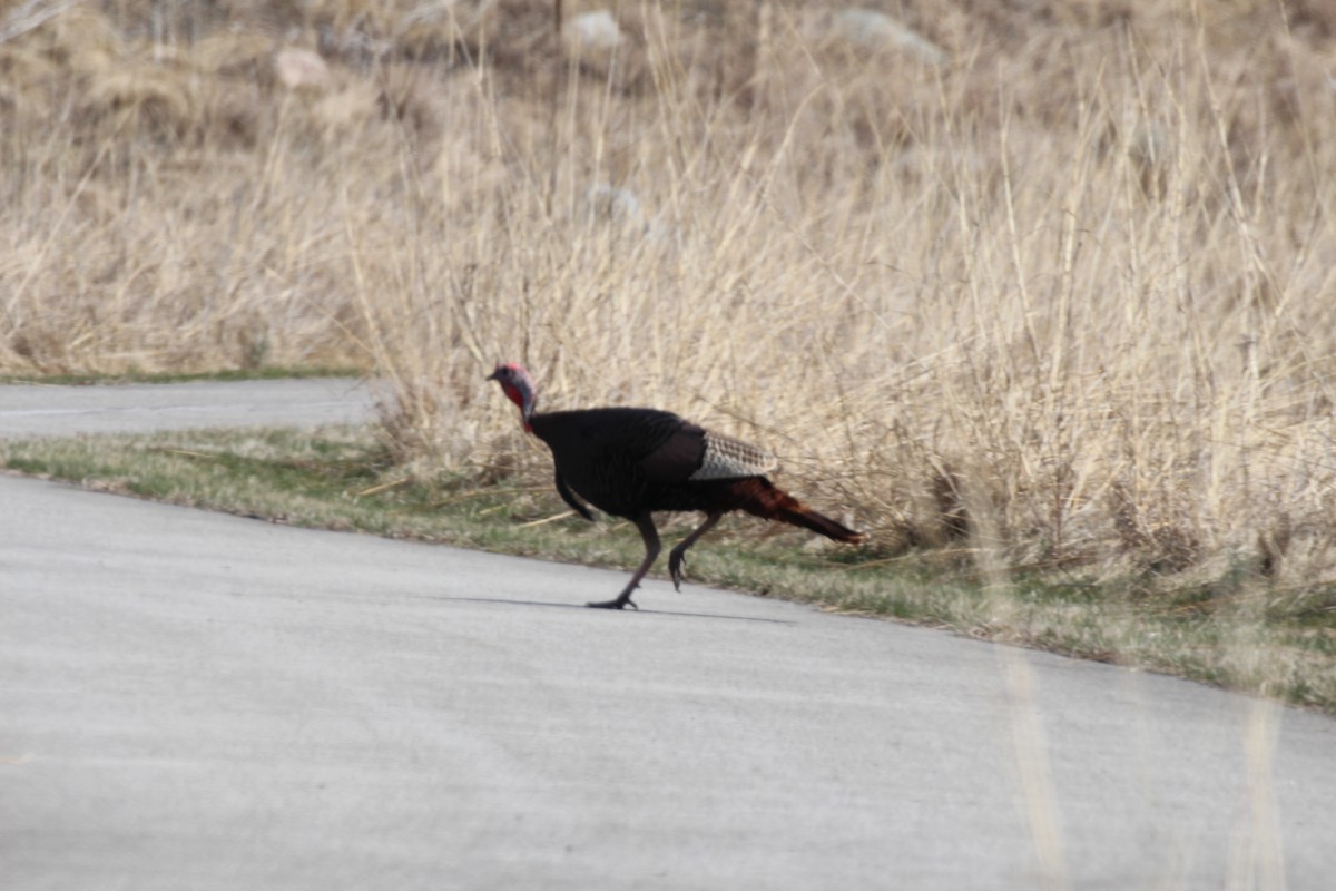 Wild Turkey - Russell Allison