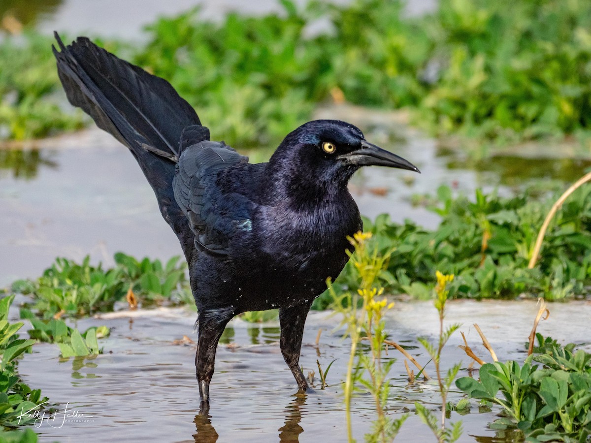 Great-tailed Grackle - ML148710191