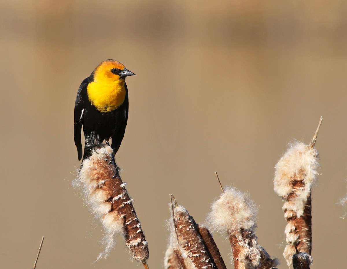 Yellow-headed Blackbird - Logan Lalonde