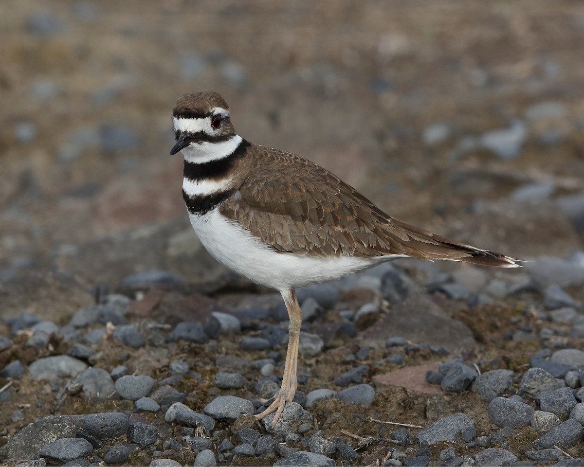 Killdeer - ML148714641