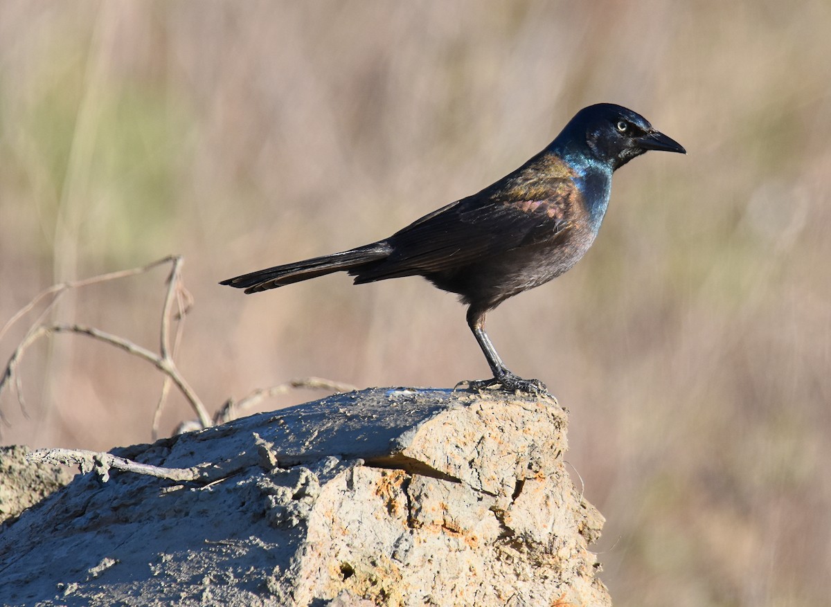 Common Grackle - ML148715901