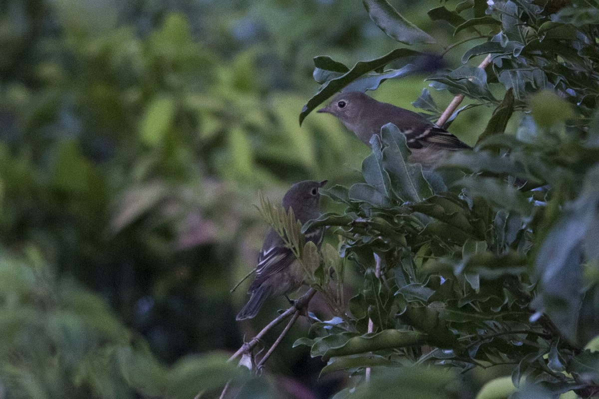 White-crested Elaenia (Chilean) - ML148716991