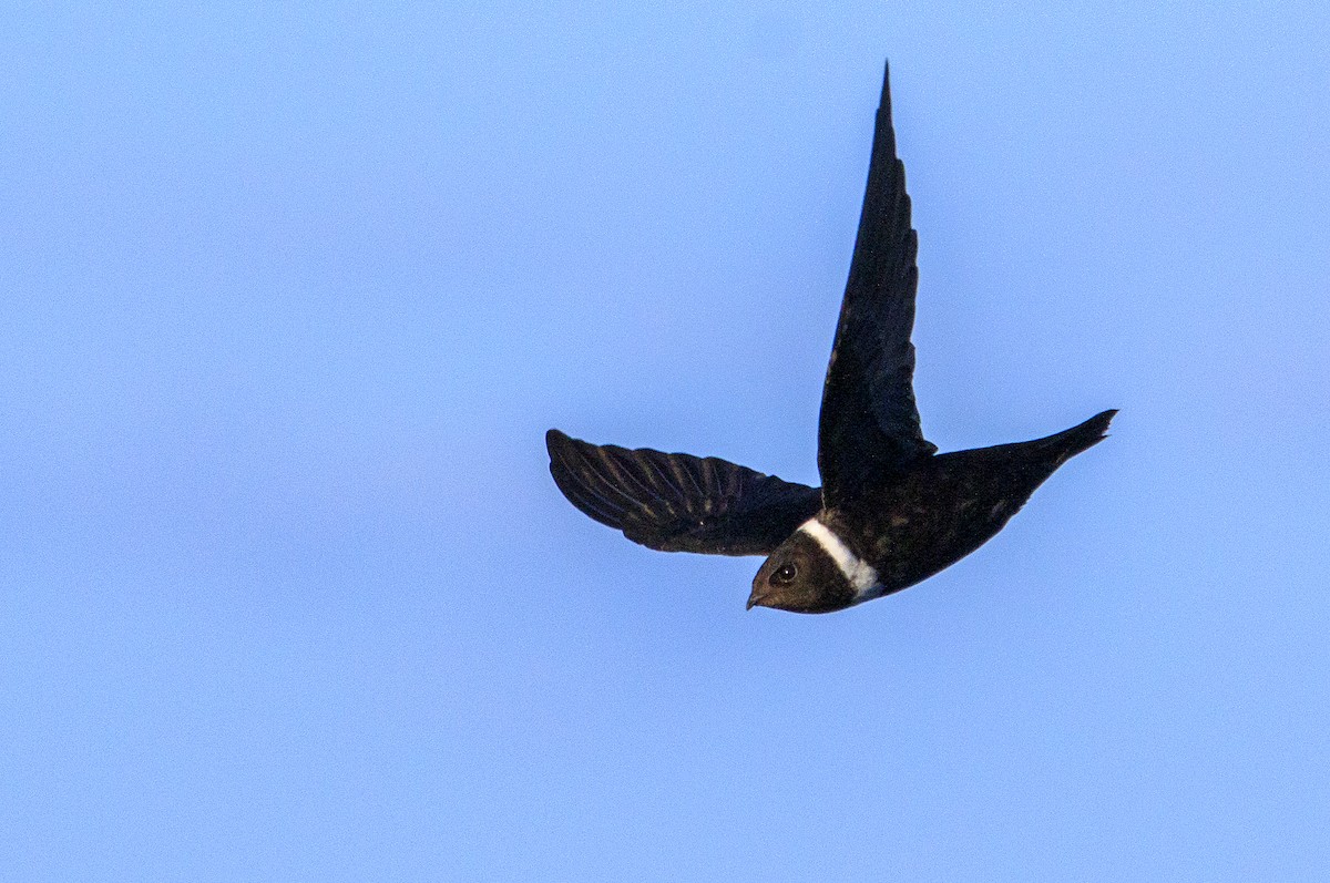 White-collared Swift - ML148717031