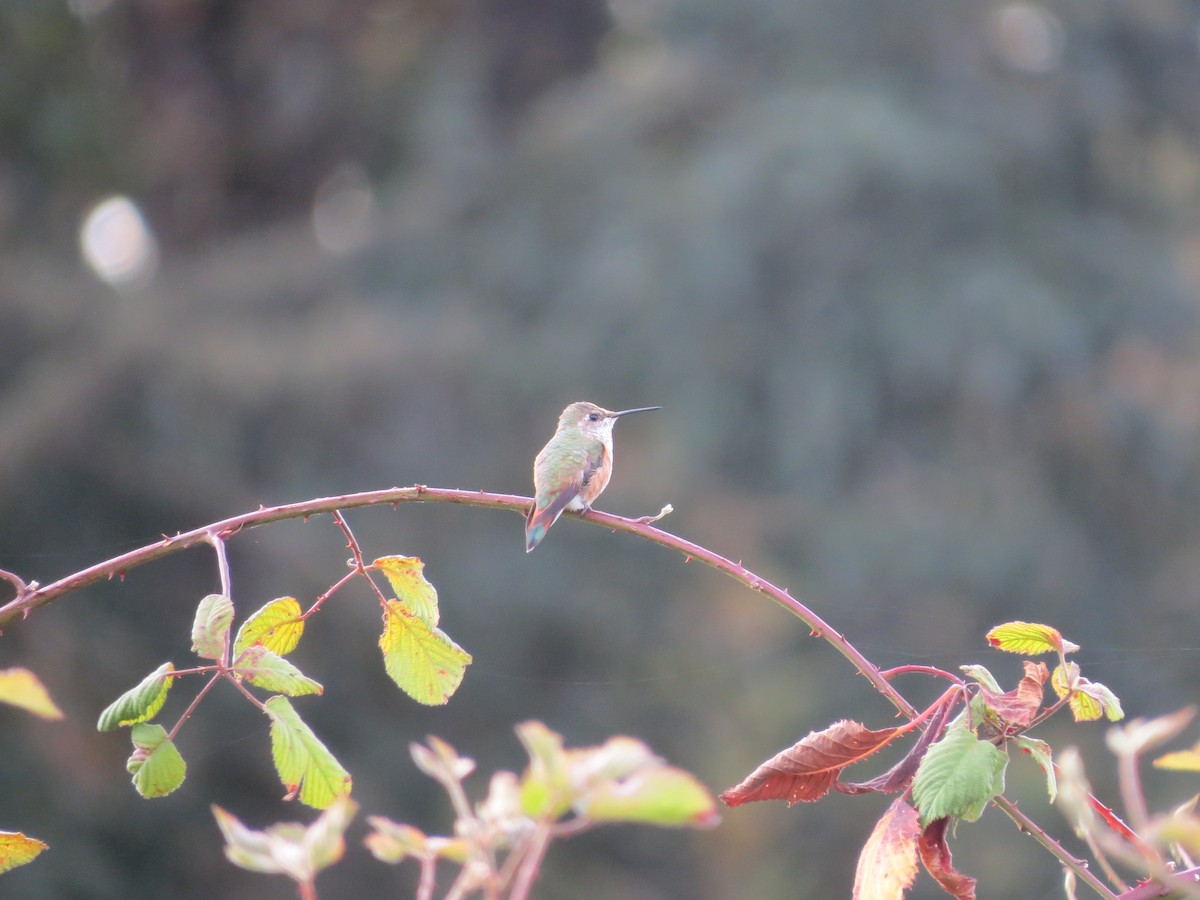 Rufous Hummingbird - ML148717121