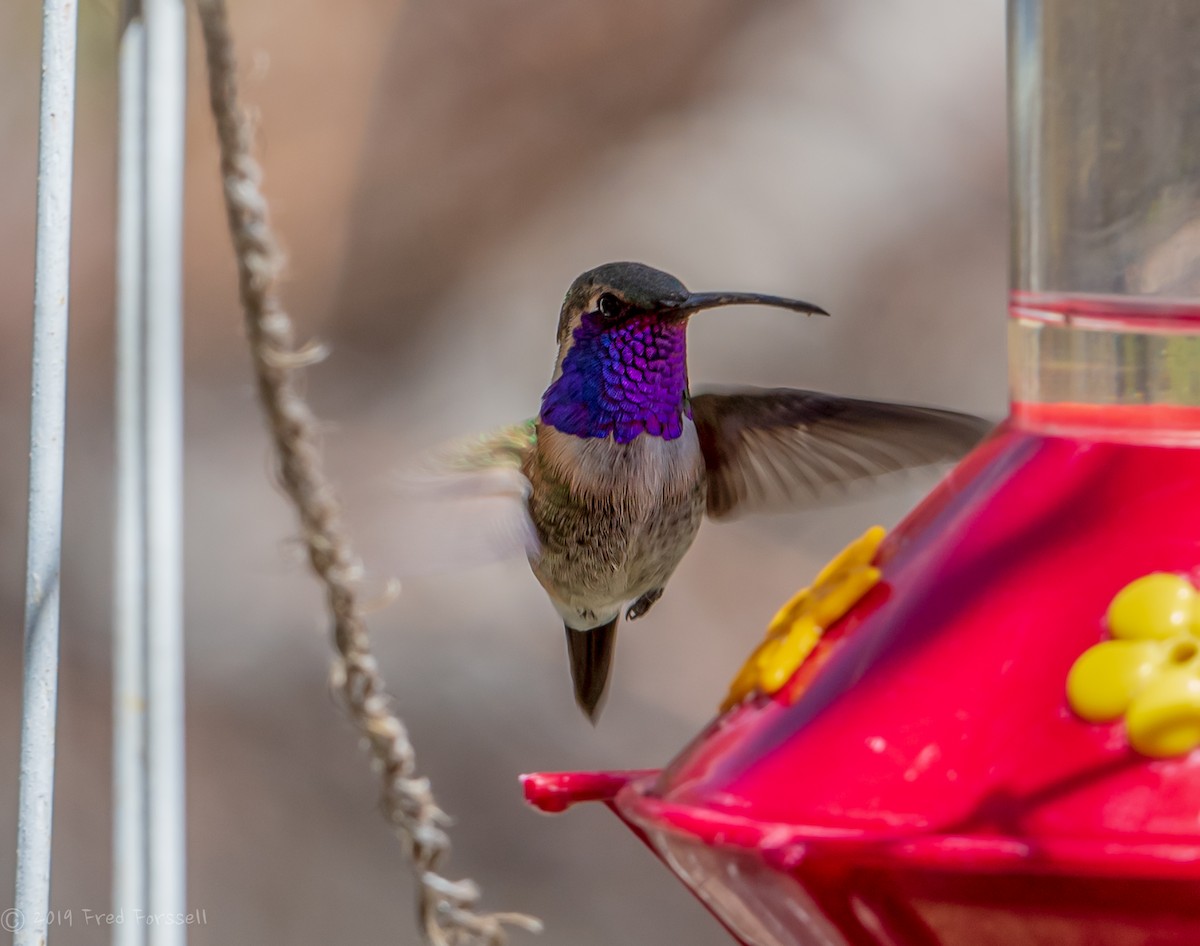 Lucifer Hummingbird - Fred Forssell