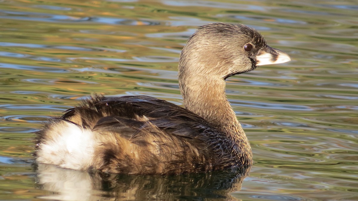 Pied-billed Grebe - ML148718351