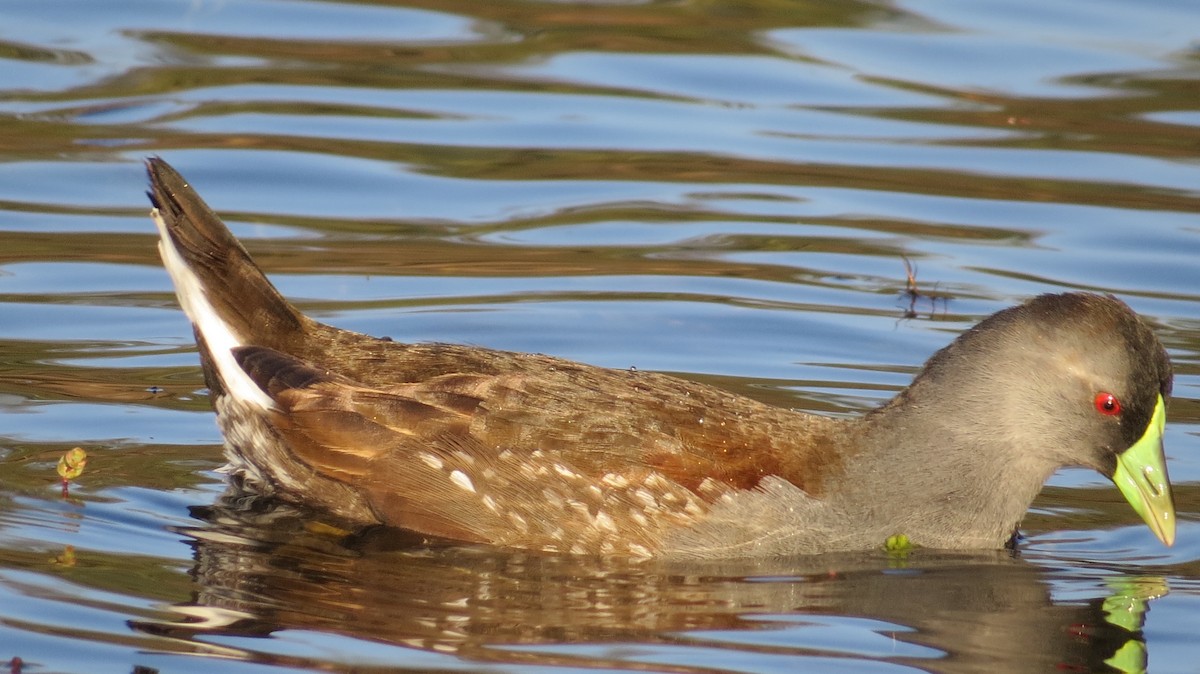 Spot-flanked Gallinule - ML148718481