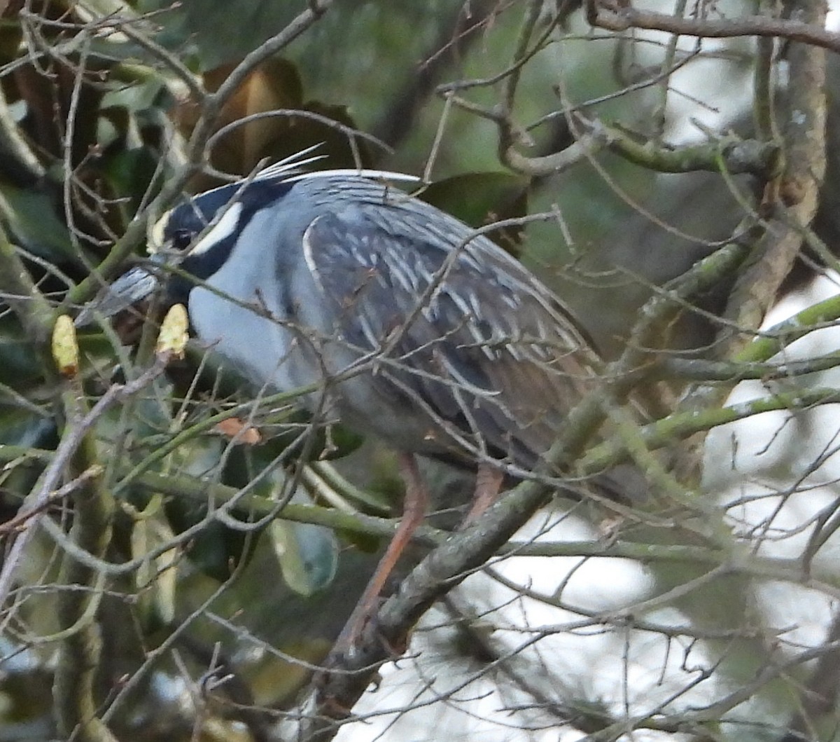 Yellow-crowned/Black-crowned Night Heron - Kerry Maloney