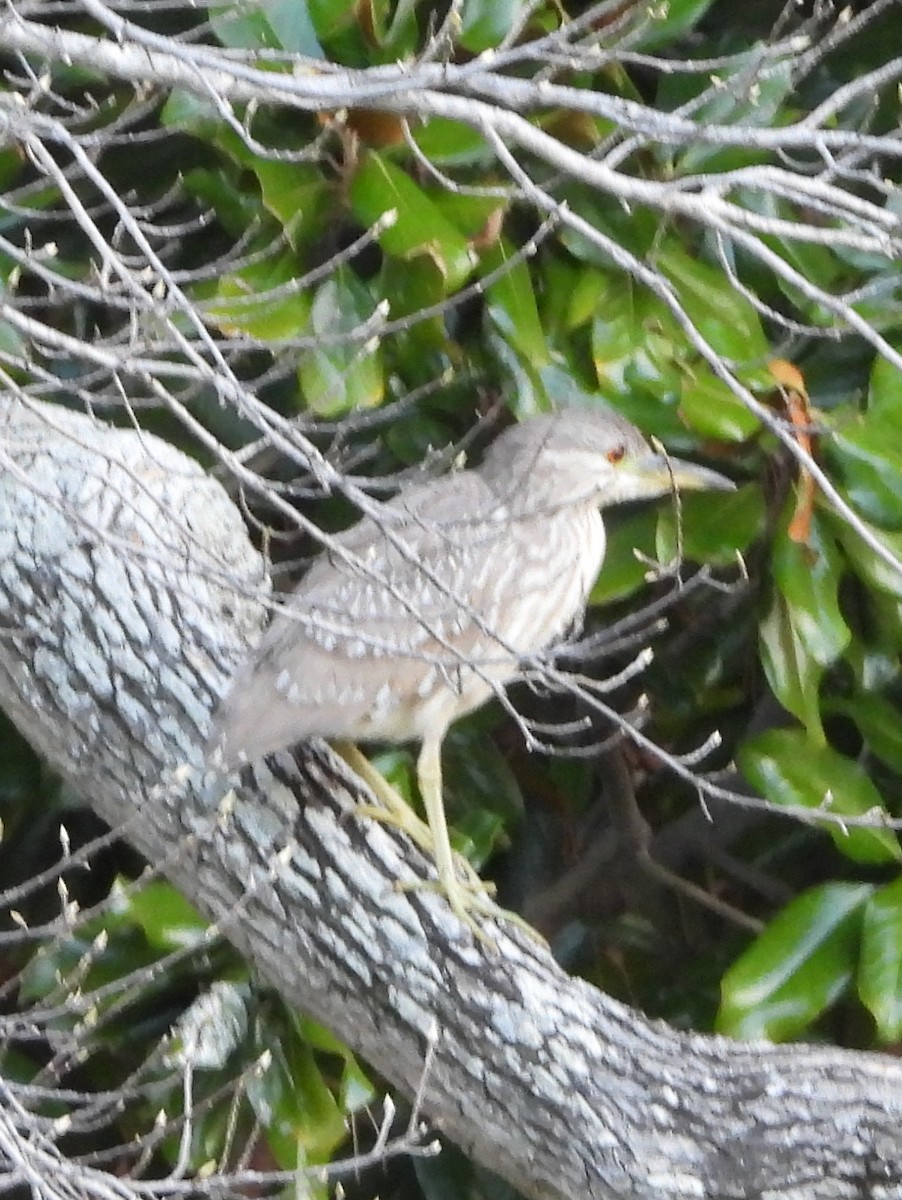 Yellow-crowned/Black-crowned Night Heron - ML148719001