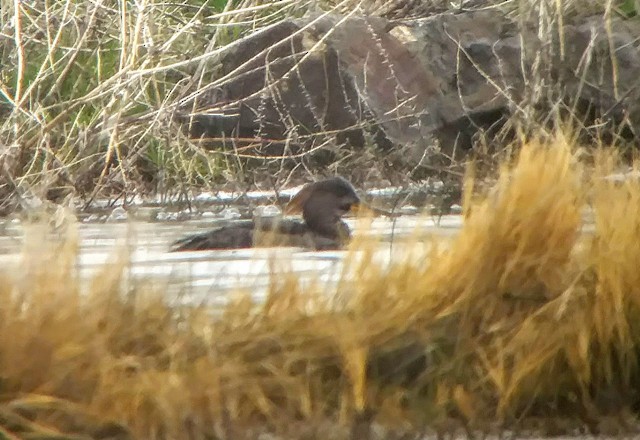 Hooded Merganser - ML148720371