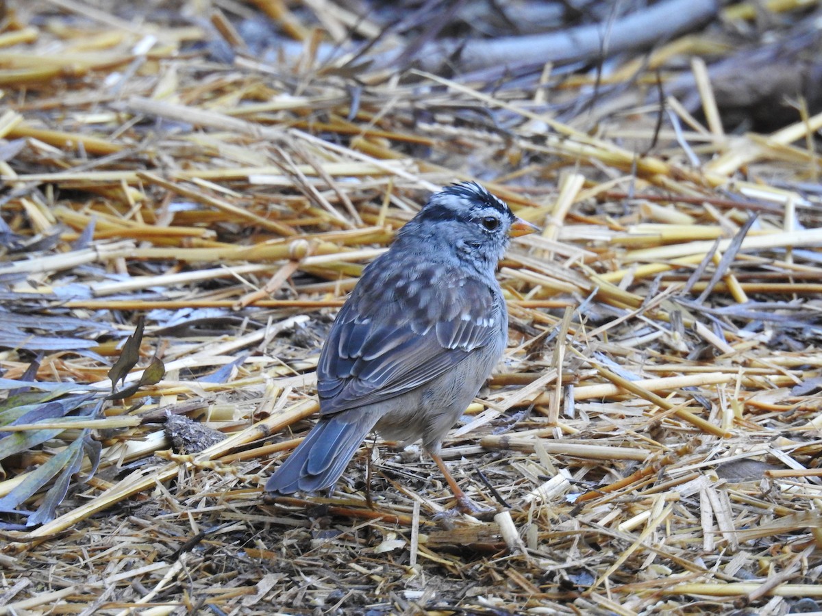Bruant à couronne blanche - ML148721111