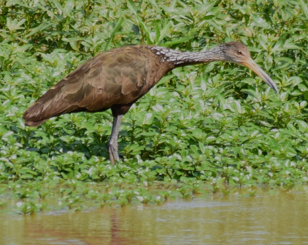 Limpkin - ML148722121