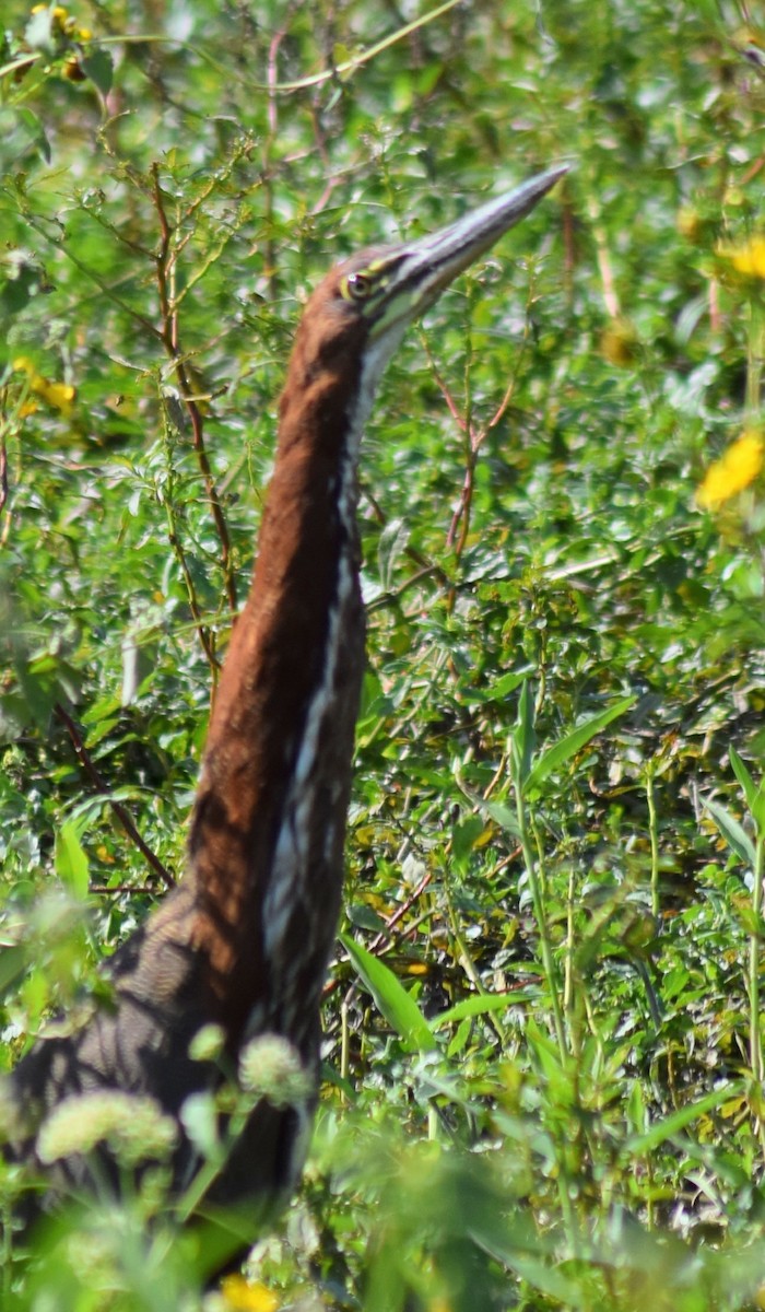 Rufescent Tiger-Heron - ML148722481