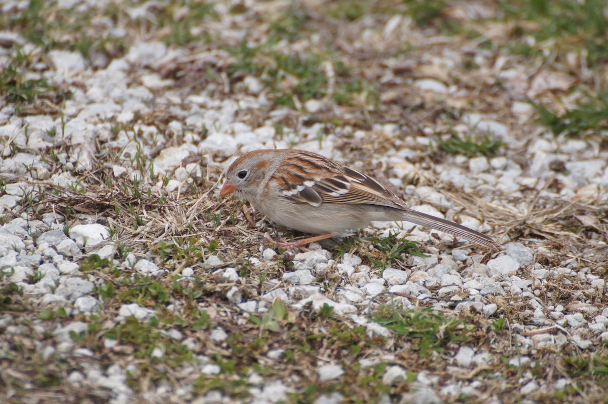 Field Sparrow - Mike Ingram