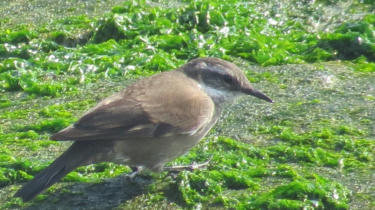 Buff-winged Cinclodes - ML148722571