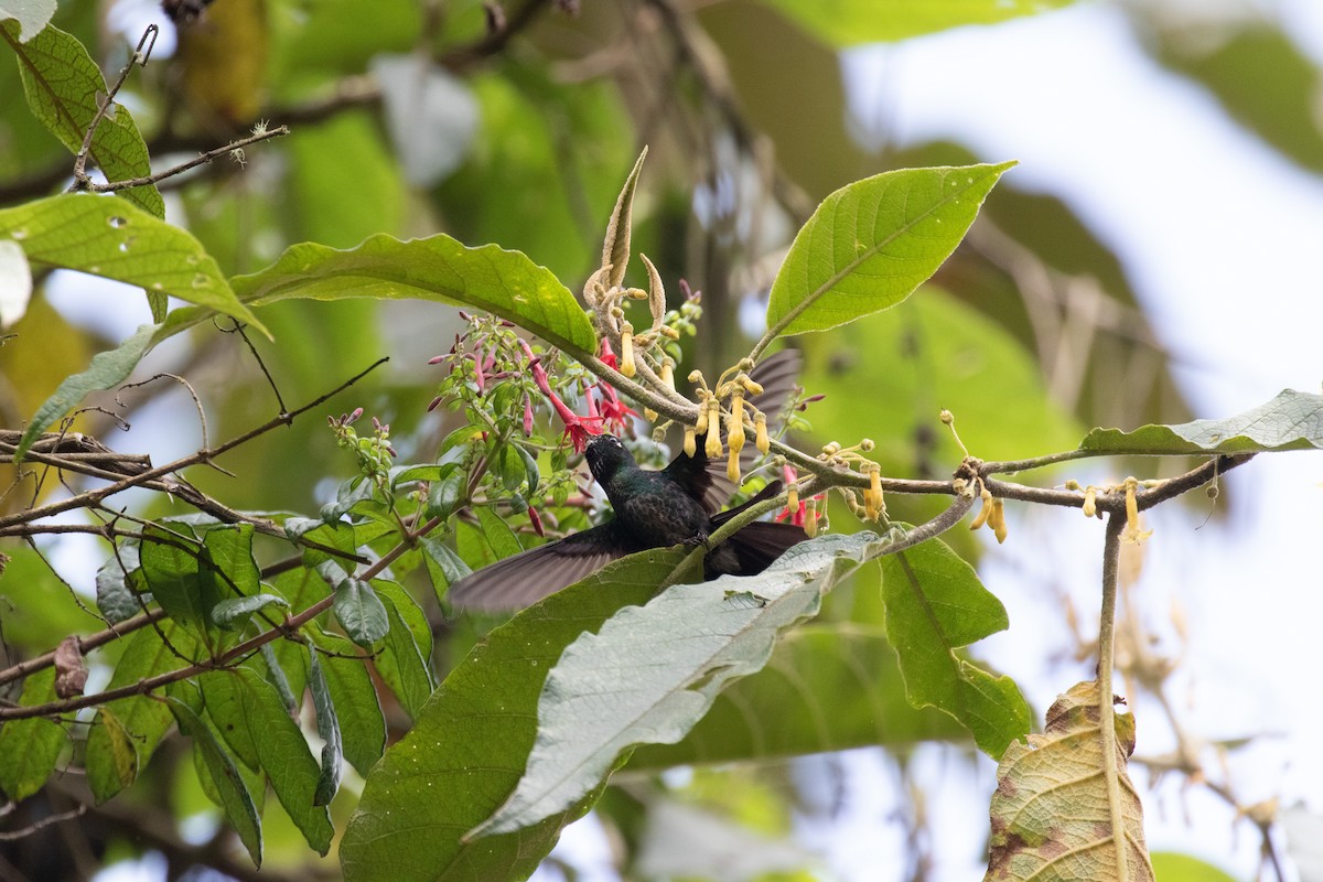 Colibrí Turmalina - ML148723841