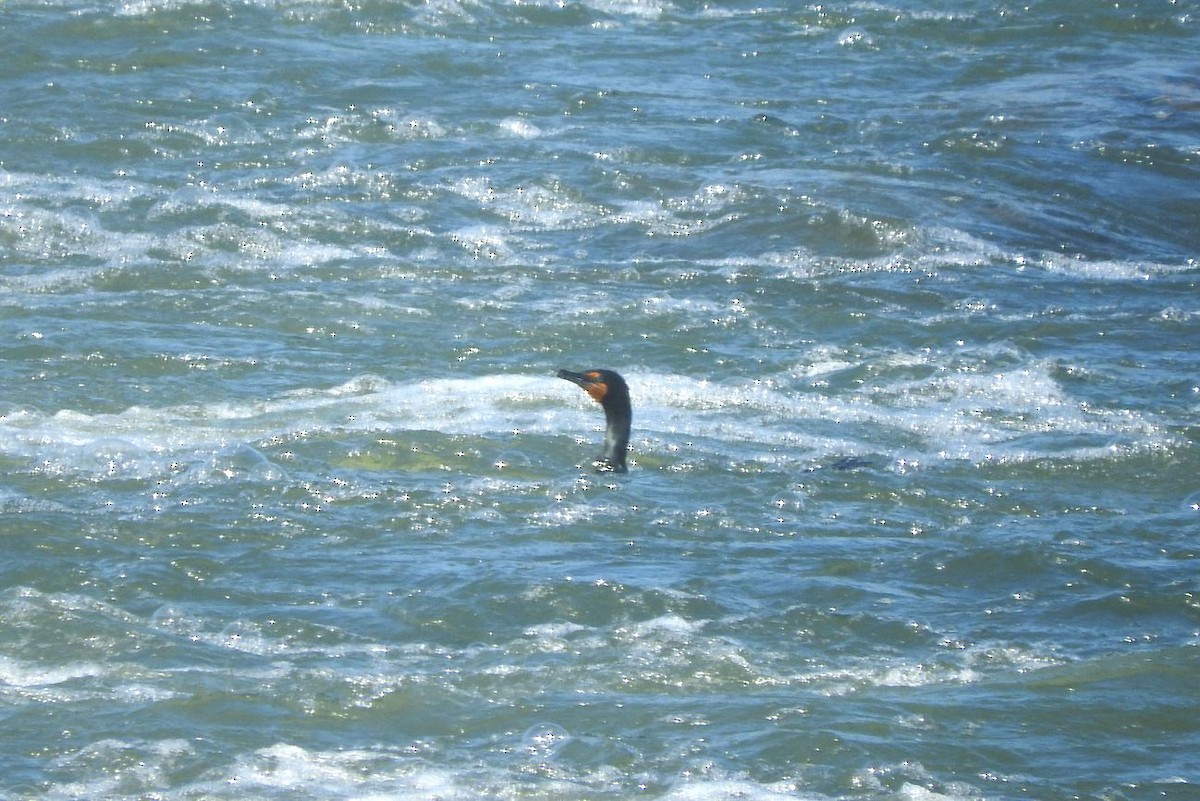 Double-crested Cormorant - Milton Hobbs