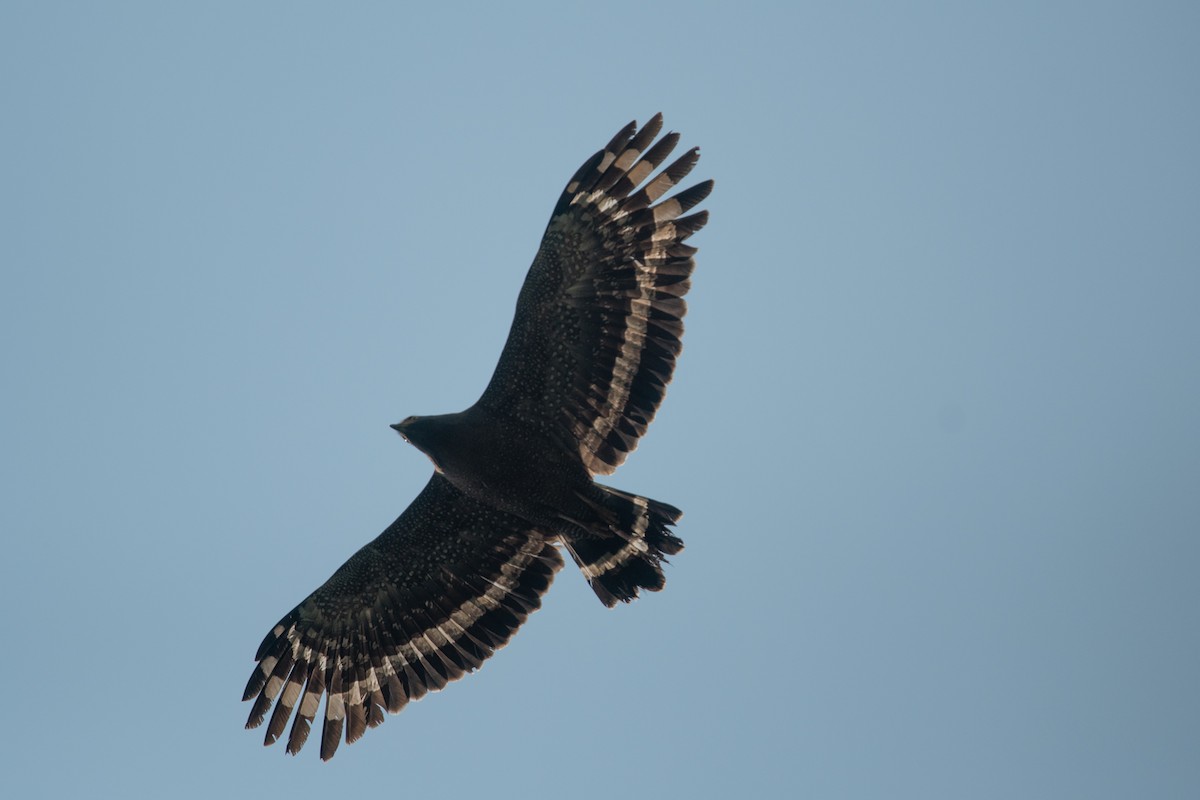 Crested Serpent-Eagle - ML148725741