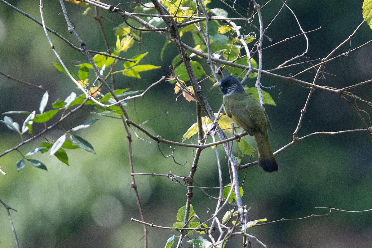 Collared Finchbill - ML148726201