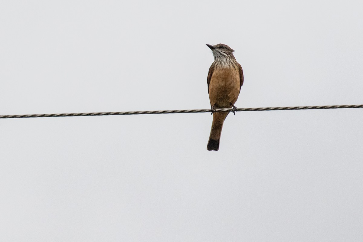 Streak-throated Bush-Tyrant - Michael Krall