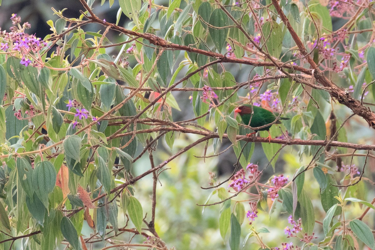 Grass-green Tanager - ML148728571