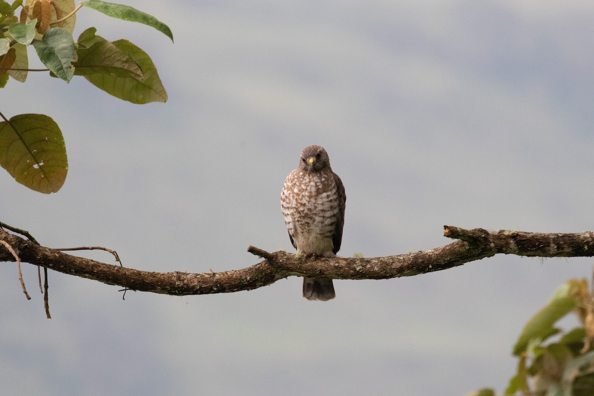 Broad-winged Hawk - Michael Krall