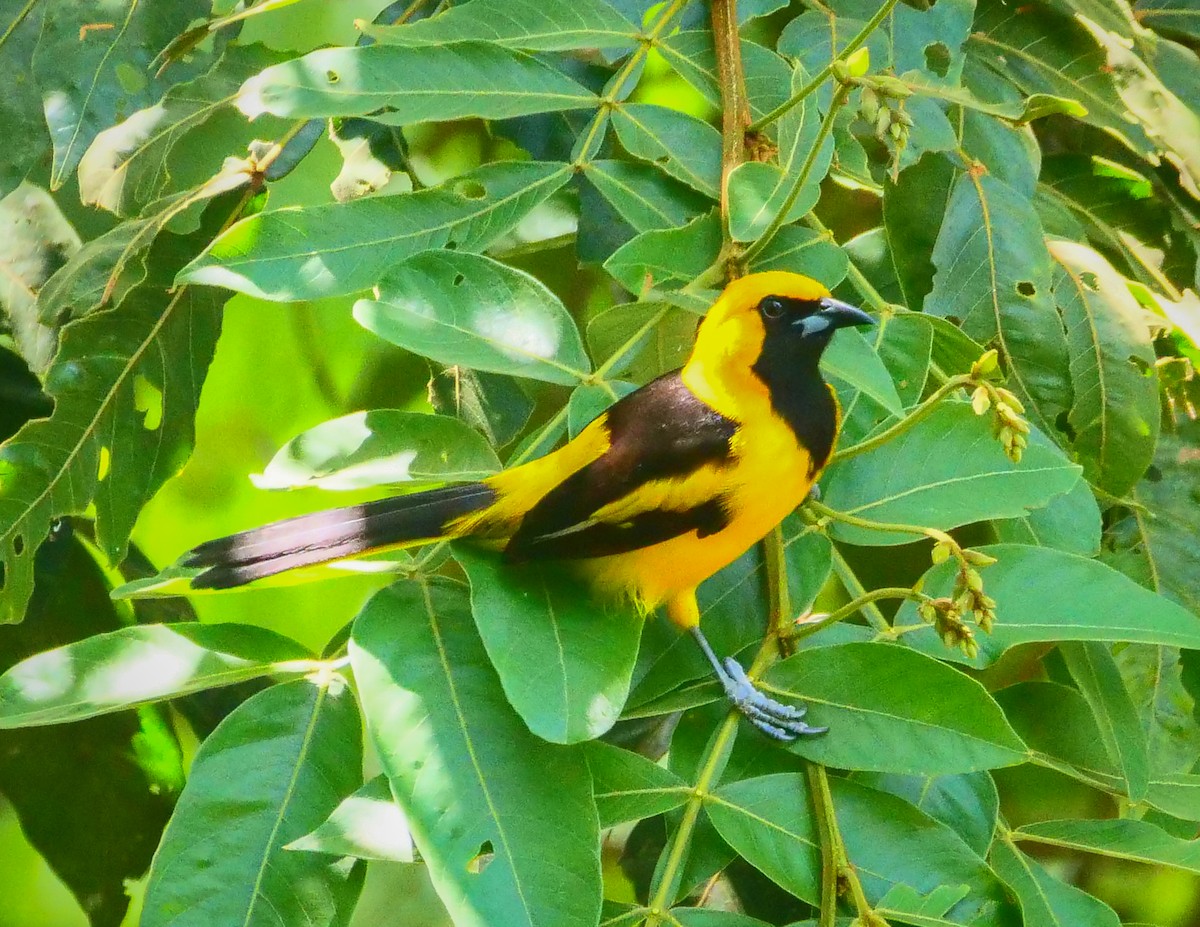 Yellow-tailed Oriole - ML148732131