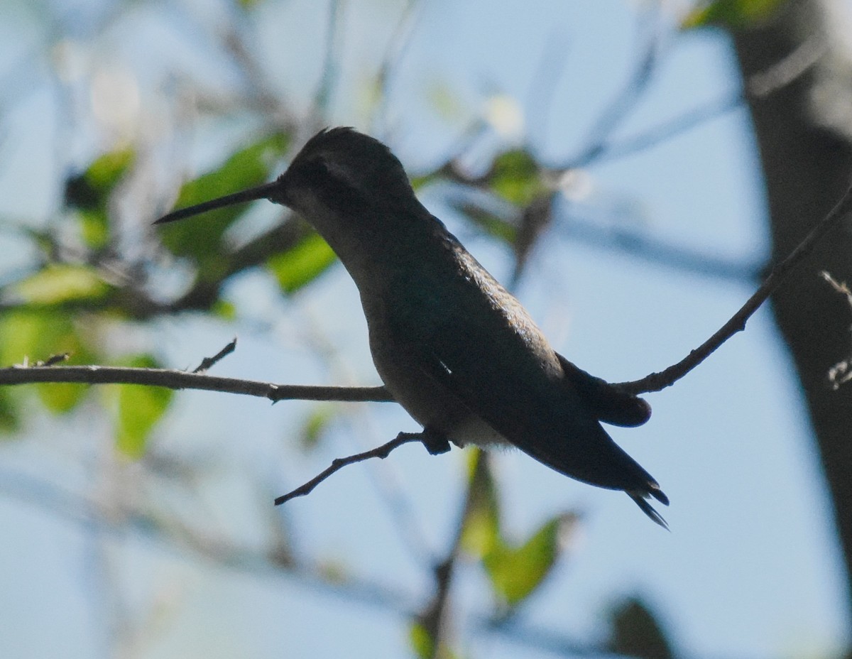 Glittering-bellied Emerald - ML148734471