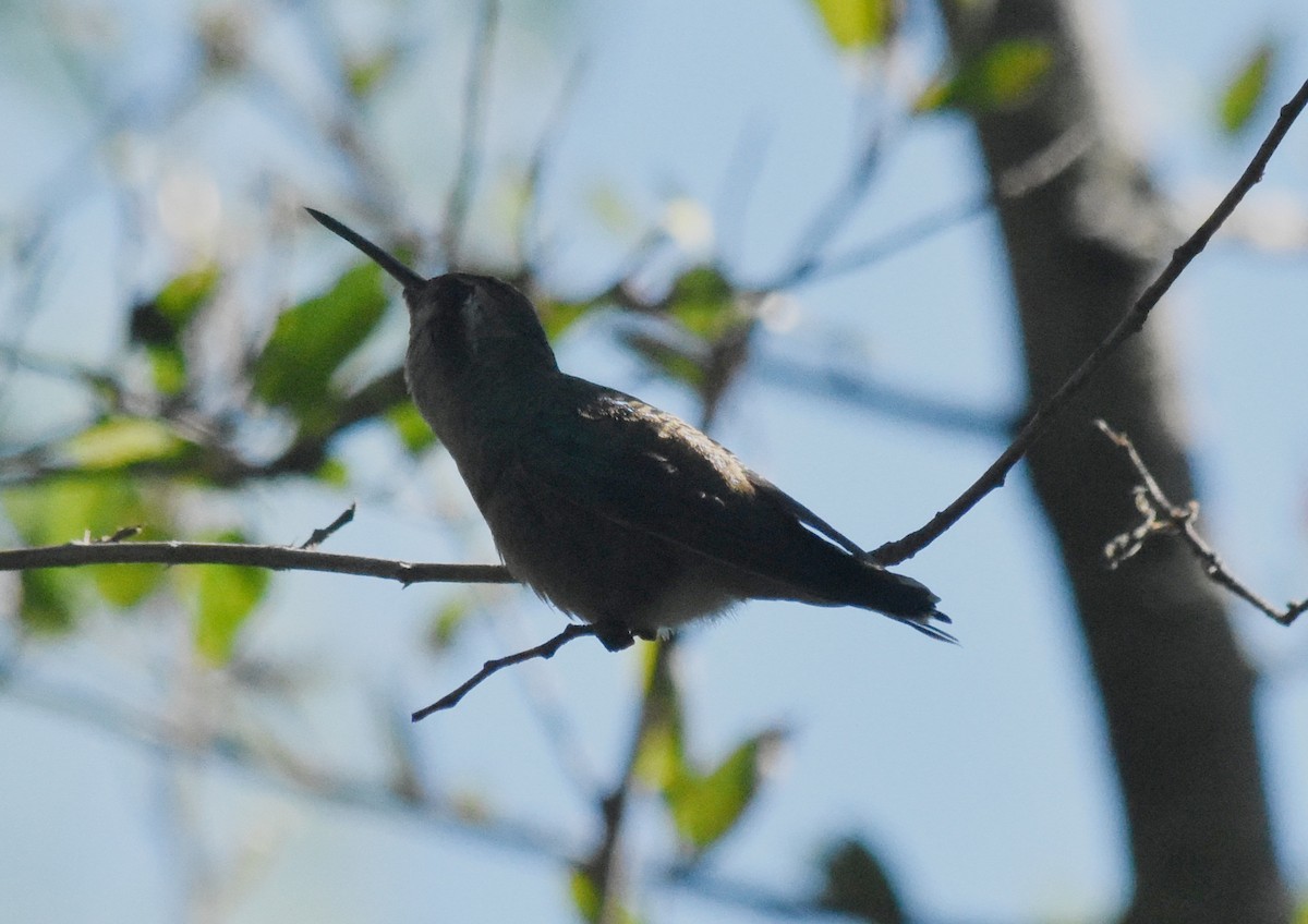 Glittering-bellied Emerald - ML148734491