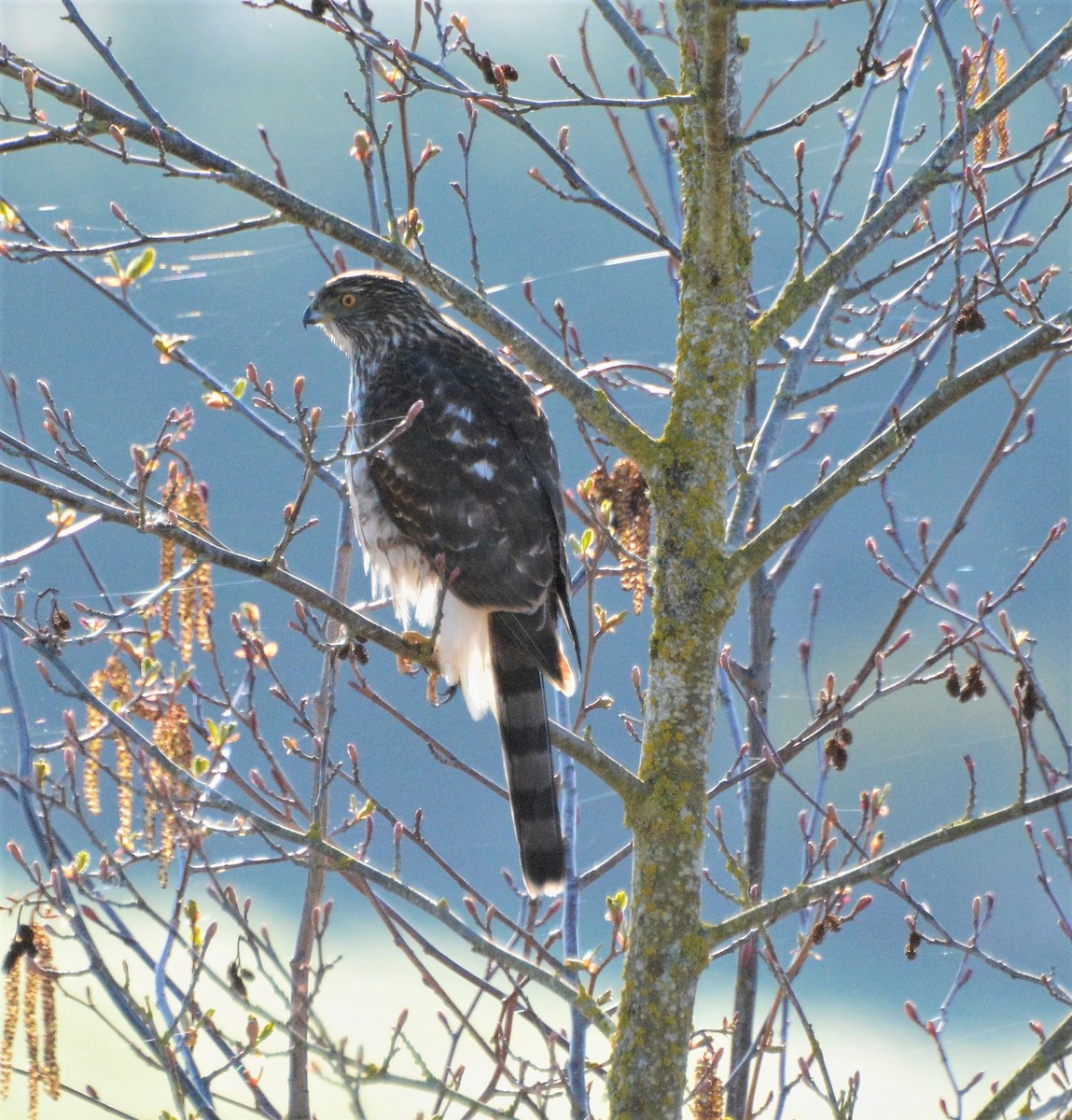 Cooper's Hawk - Kim  Beardmore