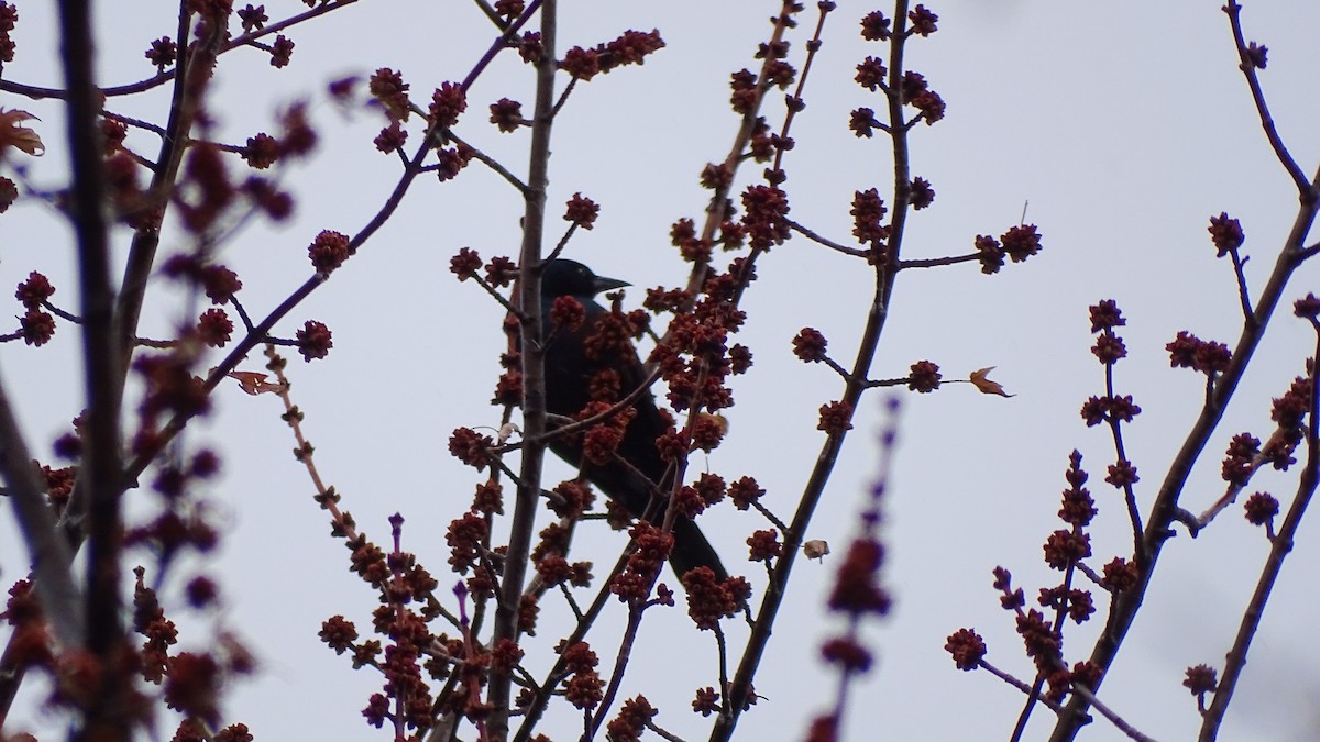 Common Grackle - ML148736111