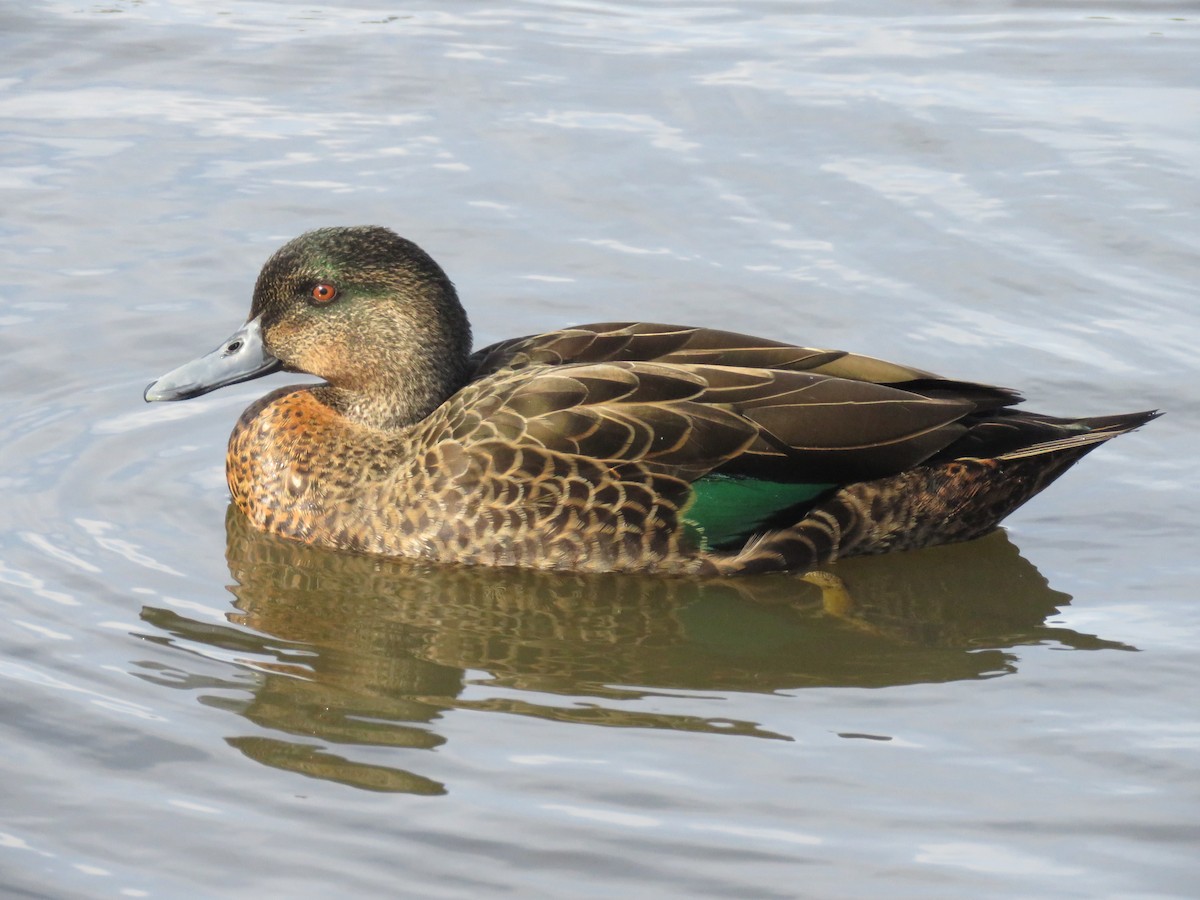 Pacific Black Duck x Chestnut Teal (hybrid) - Lissa Ryan