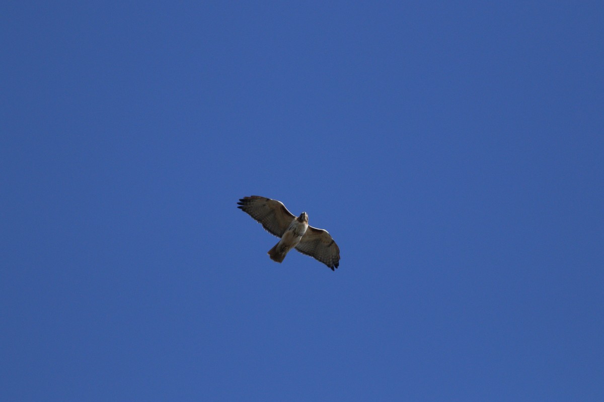 Red-tailed Hawk - ML148741401