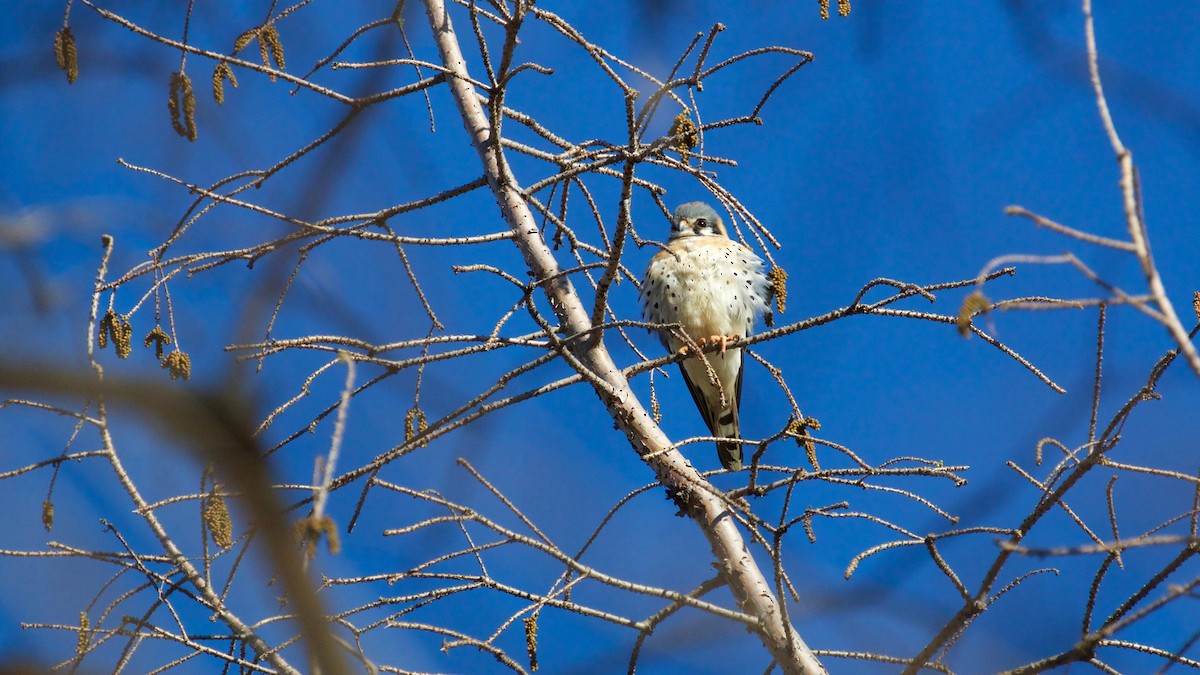 American Kestrel - ML148747001