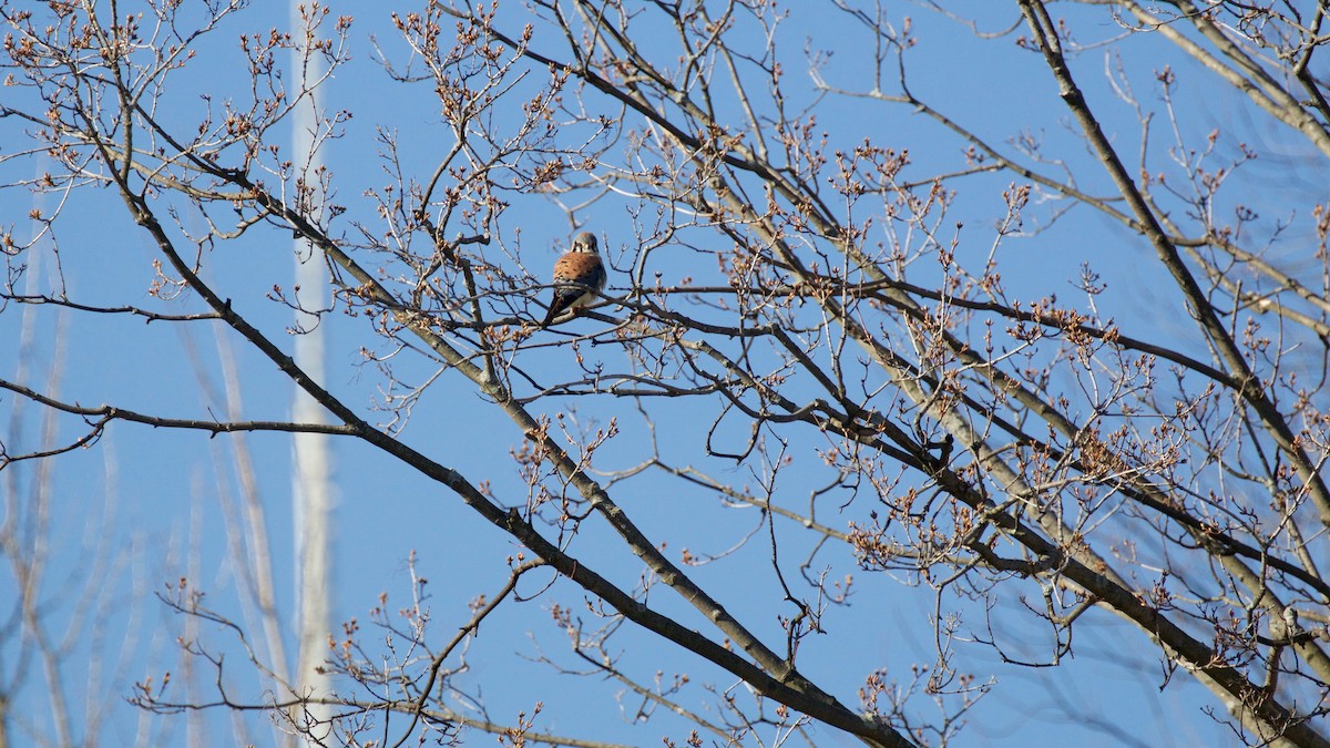 American Kestrel - ML148747011