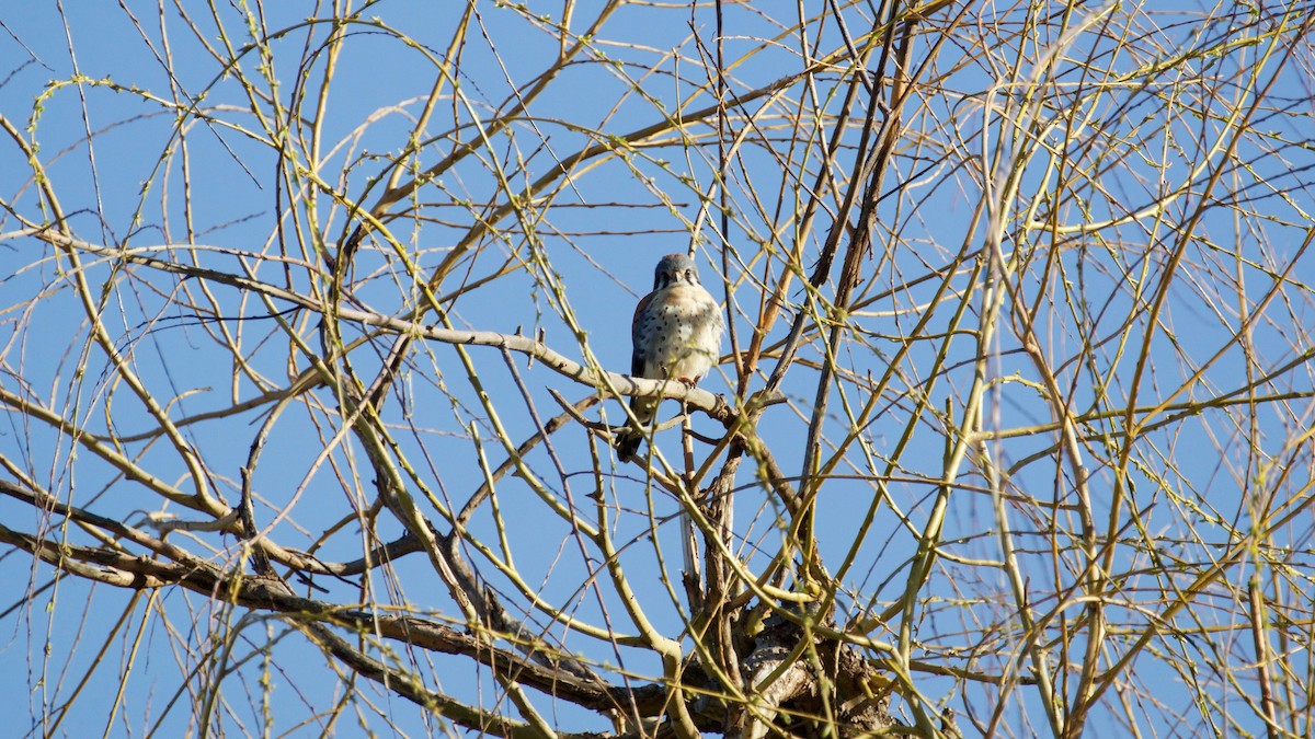 American Kestrel - ML148747021