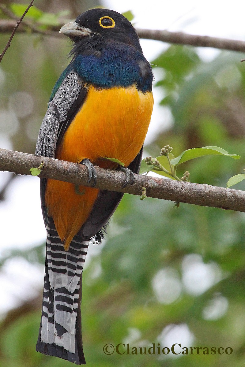 Gartered Trogon - ML148747471