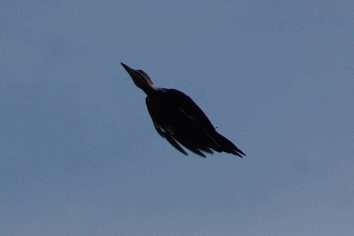 Pileated Woodpecker - ML148748121