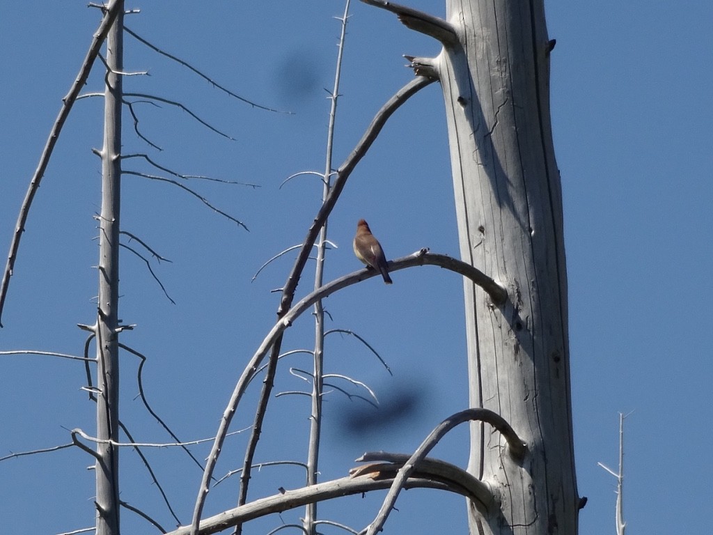 Cedar Waxwing - ML148748721