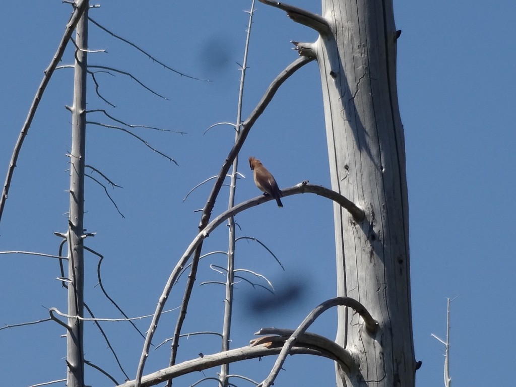 Cedar Waxwing - ML148748751