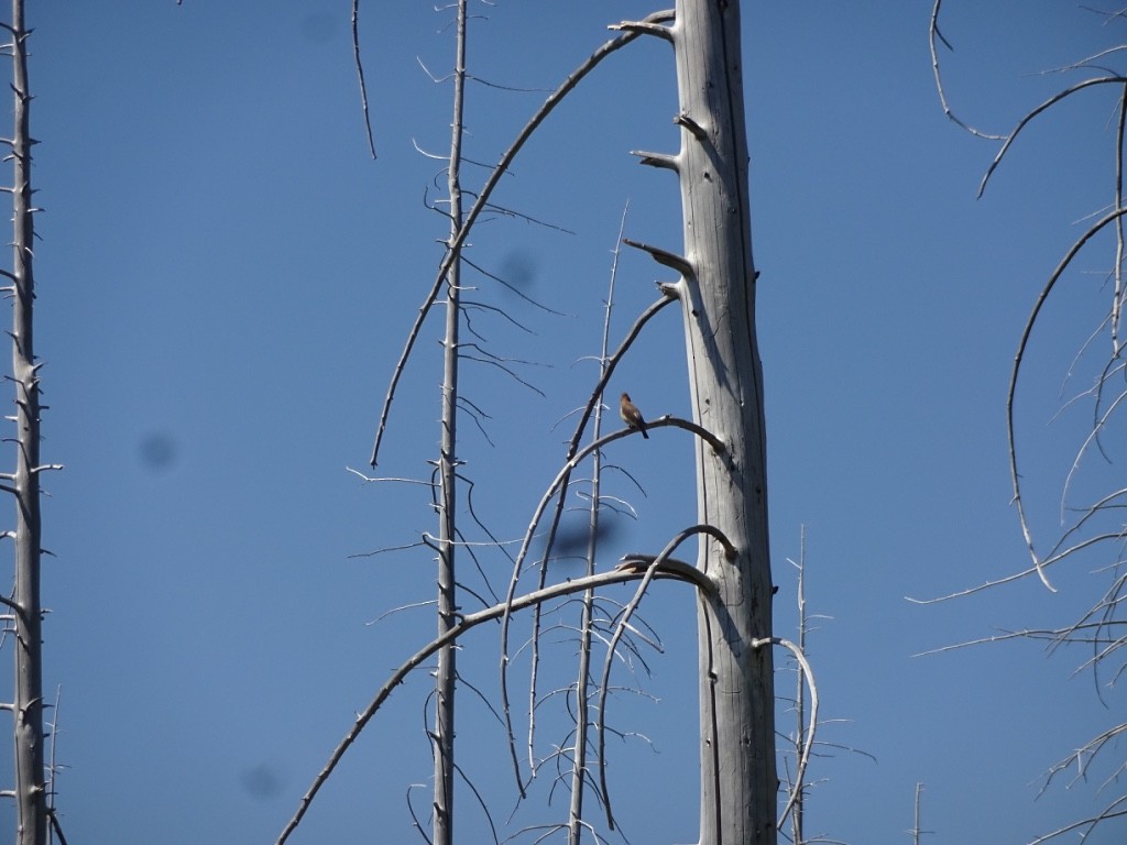 Cedar Waxwing - ML148748771