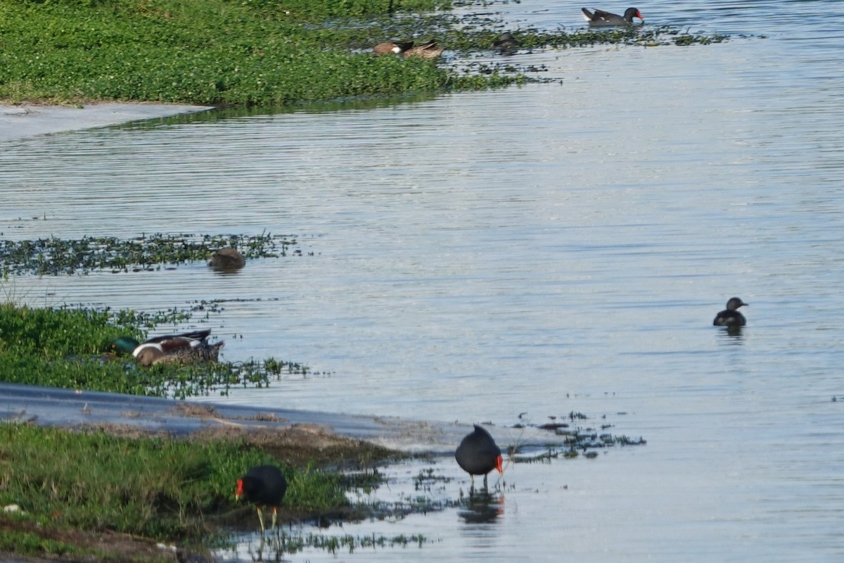 Northern Shoveler - ML148748921