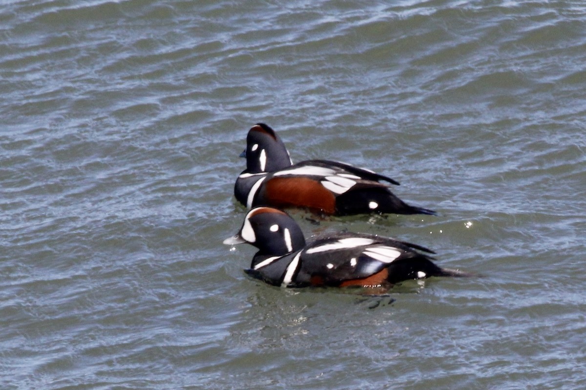 Harlequin Duck - ML148750451