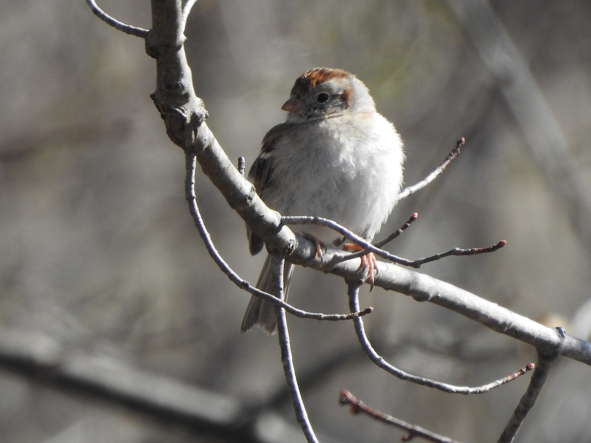 Field Sparrow - ML148752161