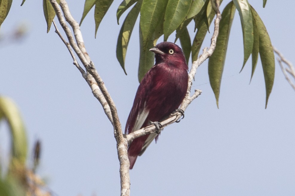 Pompadour Cotinga - Robert Lockett