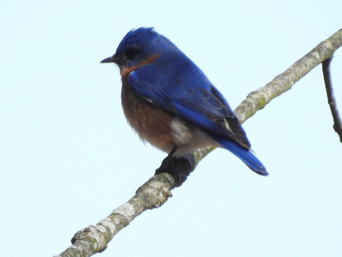 Eastern Bluebird - ML148752661