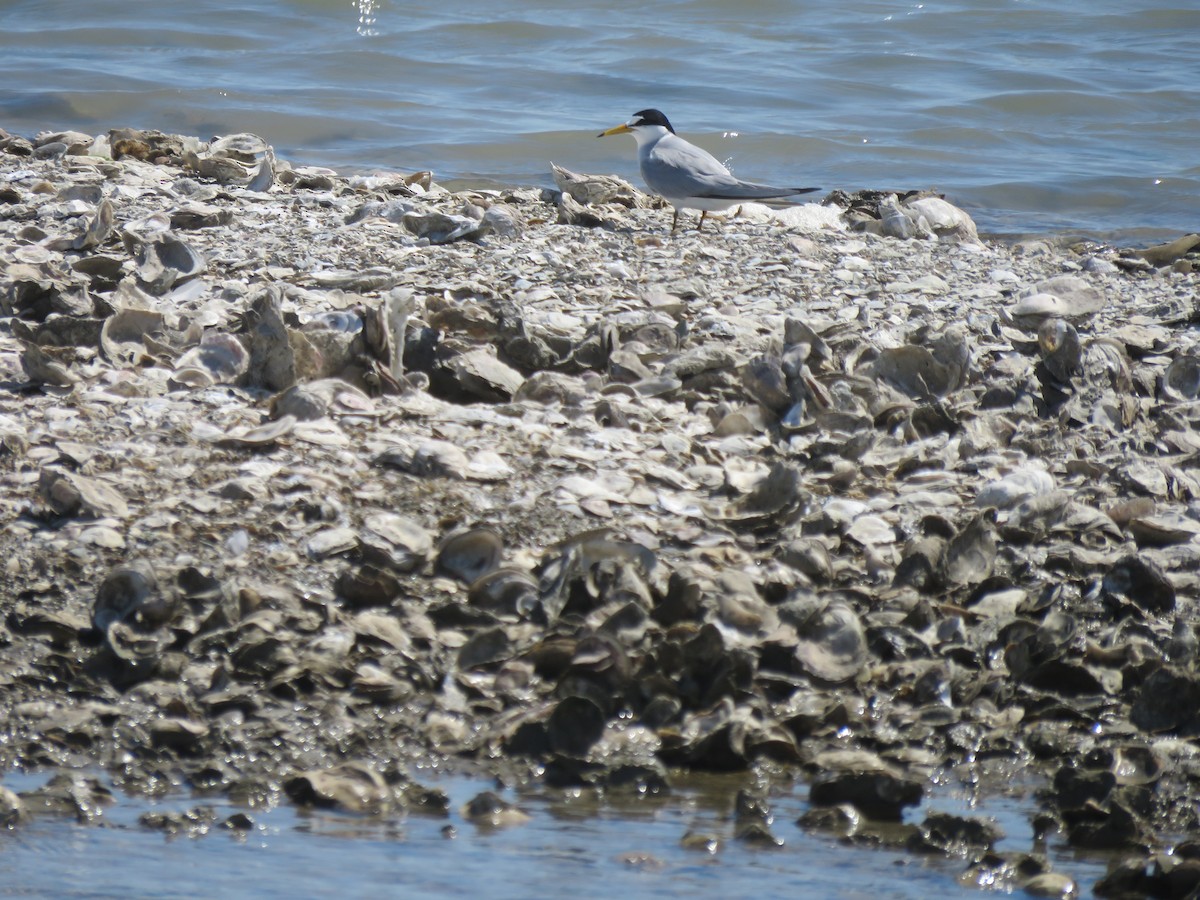 Least Tern - ML148752721