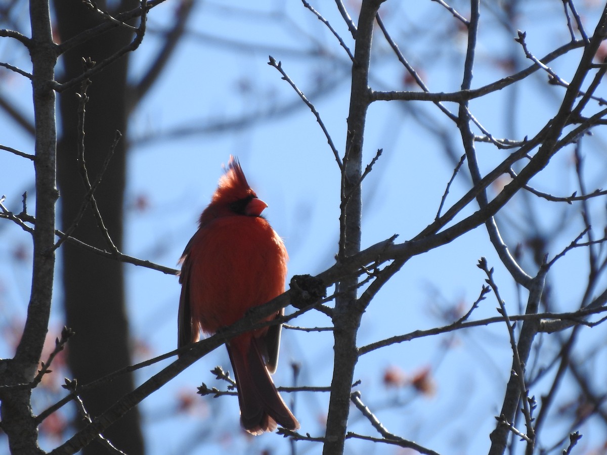 Cardinal rouge - ML148752871